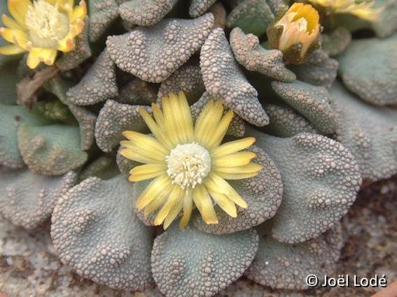 Titanopsis fulleri ©JL Dscf8172